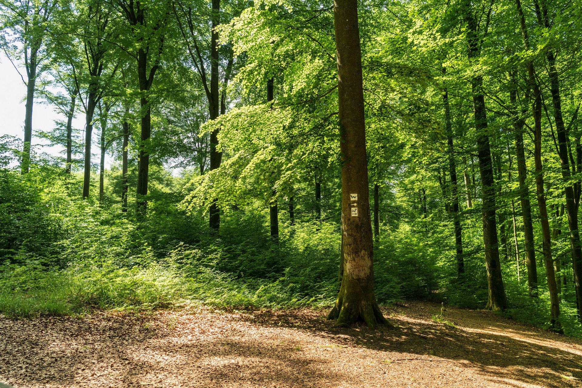 Ansicht eines Waldes mit üppigem Grün und einem Wegenetz